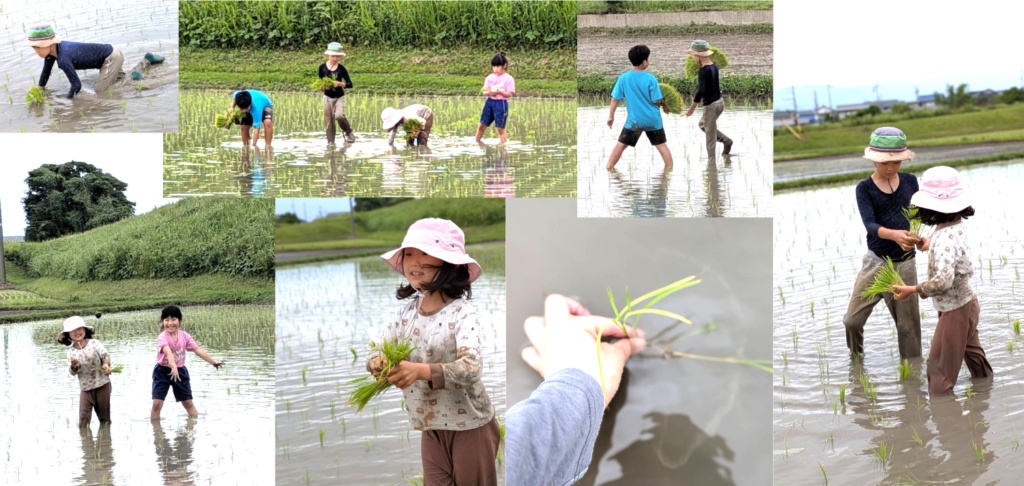 【開催報告】泥んこ笑顔が弾ける!田植え体験イベントを実施しました🌾